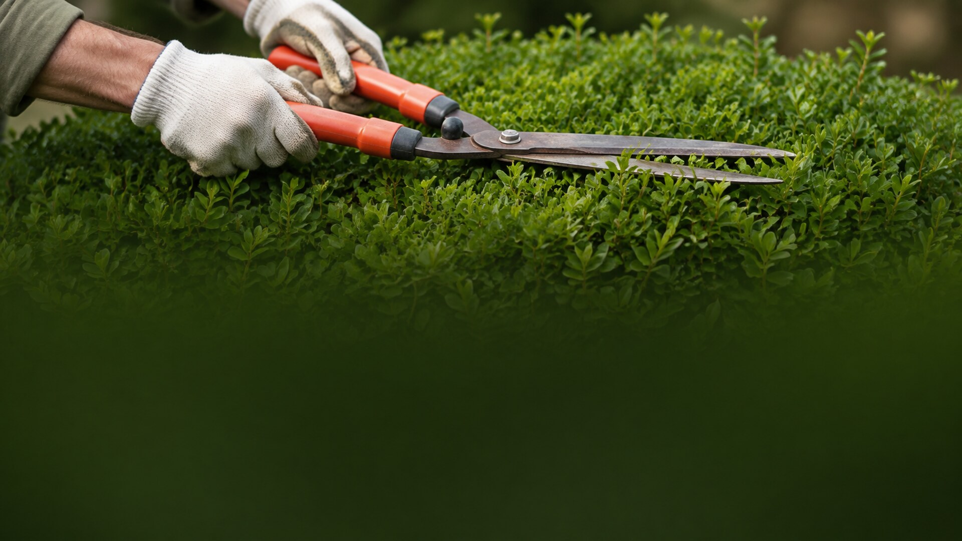 Hände in Gartenhandschuhen schneiden mit einer Handheckenschere eine Buchshecke