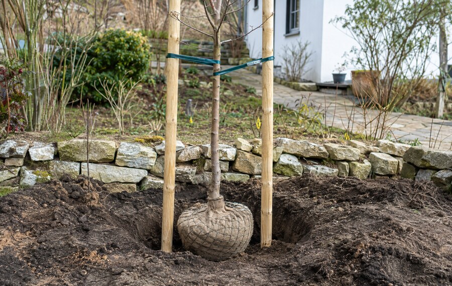 Junger Laubbaum mit Ballen wird gepflanzt